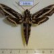 54836p Sphingidae Hippotion geryon Madagascar $12
