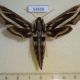 54838p-Sphingidae-Hippotion-geryon-f-Madagascar-15