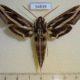 54839p-Sphingidae-Hippotion-geryon-Madagascar-12