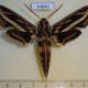 54840p-Sphingidae-Hippotion-geryon-Madagascar-12