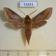 54841p-Sphingidae-Hippotion-batschii-Madagascar-10