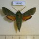 54845p-Sphingidae-Basiothia-medea-Madagascar-15