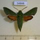54848p-Sphingidae-Basiothia-medea-Madagascar-15