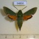54850p-Sphingidae-Basiothia-medea-Madagascar-10