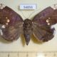 54856p-Noctuidae-Achaea-illustrata-f-Madagascar-20