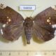 54858p-Noctuidae-Achaea-illustrata-Madagascar-12