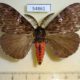 54861p-Lymantridae-Lymantria-barica-Madagascar-15