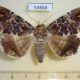 54868p-Noctuidae-Tolna-sypnoides-Madagascar-12