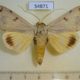 54871p-Noctuidae-Ophiusa-waterloti-Madagascar-7