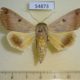 54873p-Noctuidae-Ophiusa-waterloti-Madagascar-7
