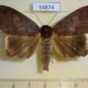 54874p-Noctuidae-Stenopis-conspicienda-Madagascar-8