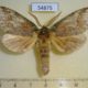 54875p-Notodontiidae-sp.-Madagascar-9