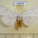 54879p-Arctiidae-Detoulgoetia-virginalis-Madagascar-12