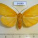 54880p-Noctuidae-Asota-borbonica-f-Madagascar-10