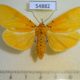 54882p-Noctuidae-Asota-borbonica-f-Madagascar-10