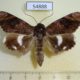 54888p-Noctuidae-Nagia-amplificans-Madagascar-10