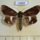 54889p-Noctuidae-Nagia-amplificans-Madagascar-10