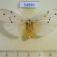 54890p-Arctiidae-Eilema-albicans-f-Madagascar-8
