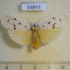 54893p-Arctiidae-Eilema-albicans-Madagascar-7