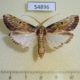 54896p-Moth-sp.-Madagascar-8