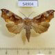 54904p-Noctuidae-Oraesia-provocans-Madagascar-10