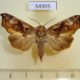 54905p-Noctuidae-Oraesia-provocans-Madagascar-10