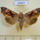 54907p-Noctuidae-Oraesia-provocans-Madagascar-10