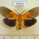 54912p-Noctuidae-Asota-borbonica-Madagascar-12
