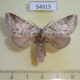 54915p Notodontiidae Acroctena lilacina Madagascar $8