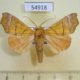 54918p-Noctuidae-Anomis-alluaudi-Madagascar-10