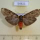 54921p-Arctiidae-Phryganopteryx-watsoni-Madagascar-17