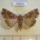 54922p Noctuidae Argyphia sp. f Madagascar $8