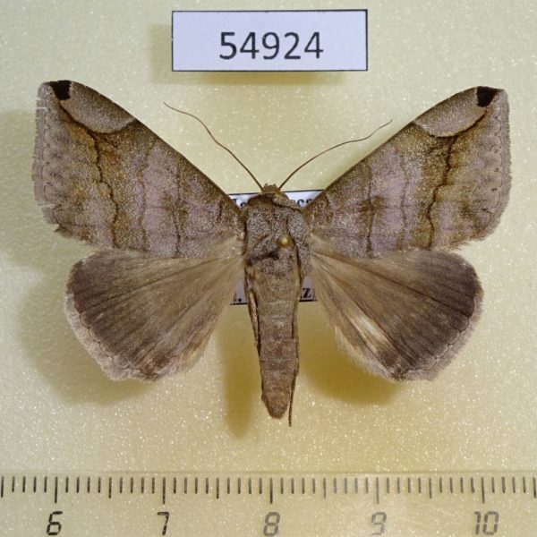 Noctuidae Dysgonia palpalis Madagascar