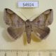 54924p-Noctuidae-Dysgonia-palpalis-Madagascar-9
