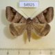 54925p-Noctuidae-Mocis-mayeri-Madagascar-7