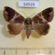 54928p-Noctuidae-Achaea-lenzi-Madagascar-10