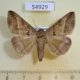 54929p-Noctuidae-Mocis-conveniens-Madagascar-6