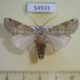 54933p-Noctuidae-Mabilleana-pudens-Madagascar-7