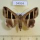 54934p-Noctuidae-Grammodes-bifasciata-Madagascar-9
