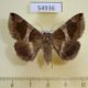 54936p-Noctuidae-Dysgonia-torrida-Madagascar-9