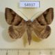54937p-Noctuidae-Mocis-mayeri-Madagascar-7