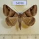 54938p-Noctuidae-Mocis-mayeri-Madagascar-7