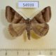 54939p-Noctuidae-Mocis-mayeri-Madagascar-7