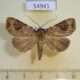 54941p Noctuidae Plecoptera lacinia Madagascar $9