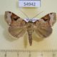 54942p-Noctuidae-sp.-Madagascar-7