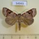 54943p-Noctuidae-sp.-Madagascar-7