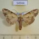 54944p-Notodontiidae-Stemmatophalera-sp.-synceros-Madagascar-6