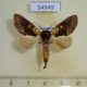 54949p-Notodontiidae-sp.-Madagascar-9