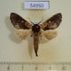 54950p-Notodontiidae-sp.-Madagascar-5