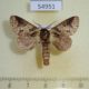 54951p-Notodontiidae-sp.-Madagascar-8